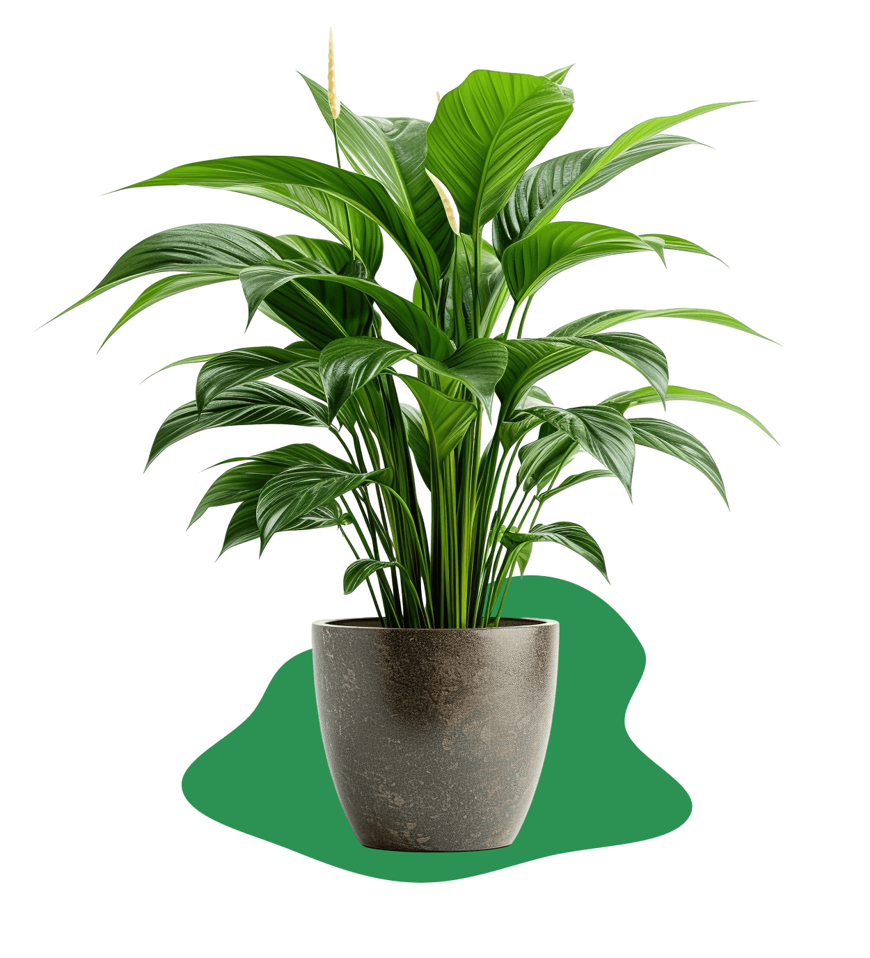 Plant